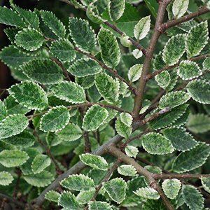 Ulmus (Elm) — Emerald, VIC — Emerald Gardens Nursery Ulmus (Elm) — Emerald, VIC — Emerald Gardens Nursery
