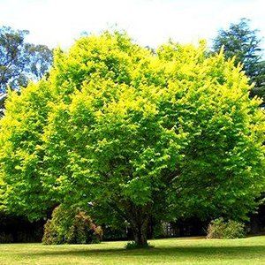 Ulmus — Emerald, VIC — Emerald Gardens Nursery Ulmus — Emerald, VIC — Emerald Gardens Nursery
