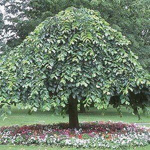 Ulmus Tree — Emerald, VIC — Emerald Gardens Nursery Ulmus Tree — Emerald, VIC — Emerald Gardens Nursery