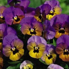 Potted Colour — Emerald, VIC — Emerald Gardens Nursery