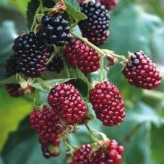 Youngberry — Emerald, VIC — Emerald Gardens Nursery