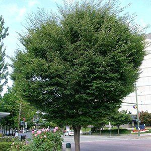 Zelkova — Emerald, VIC — Emerald Gardens Nursery Zelkova — Emerald, VIC — Emerald Gardens Nursery
