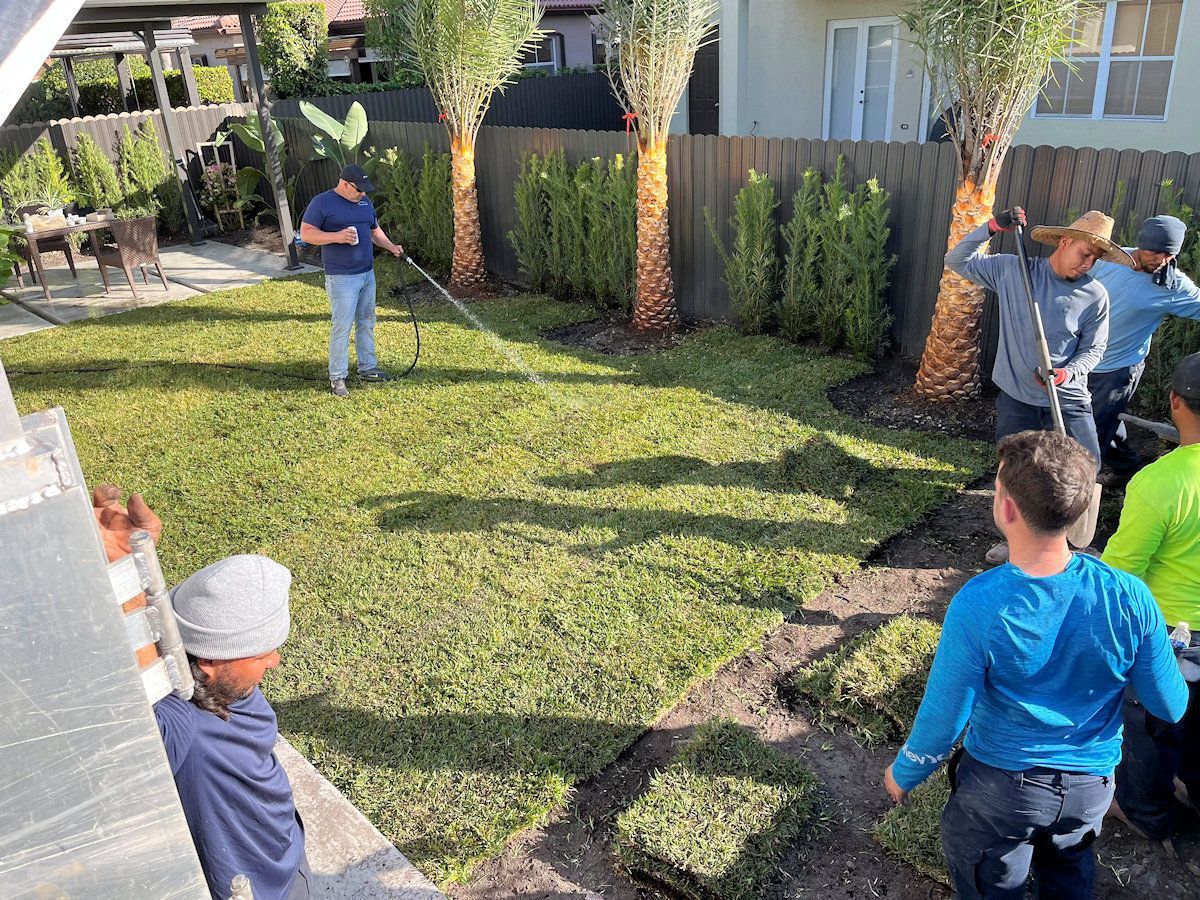 A landscaping crew installing sod in a backyard with palm trees. Sunny day.