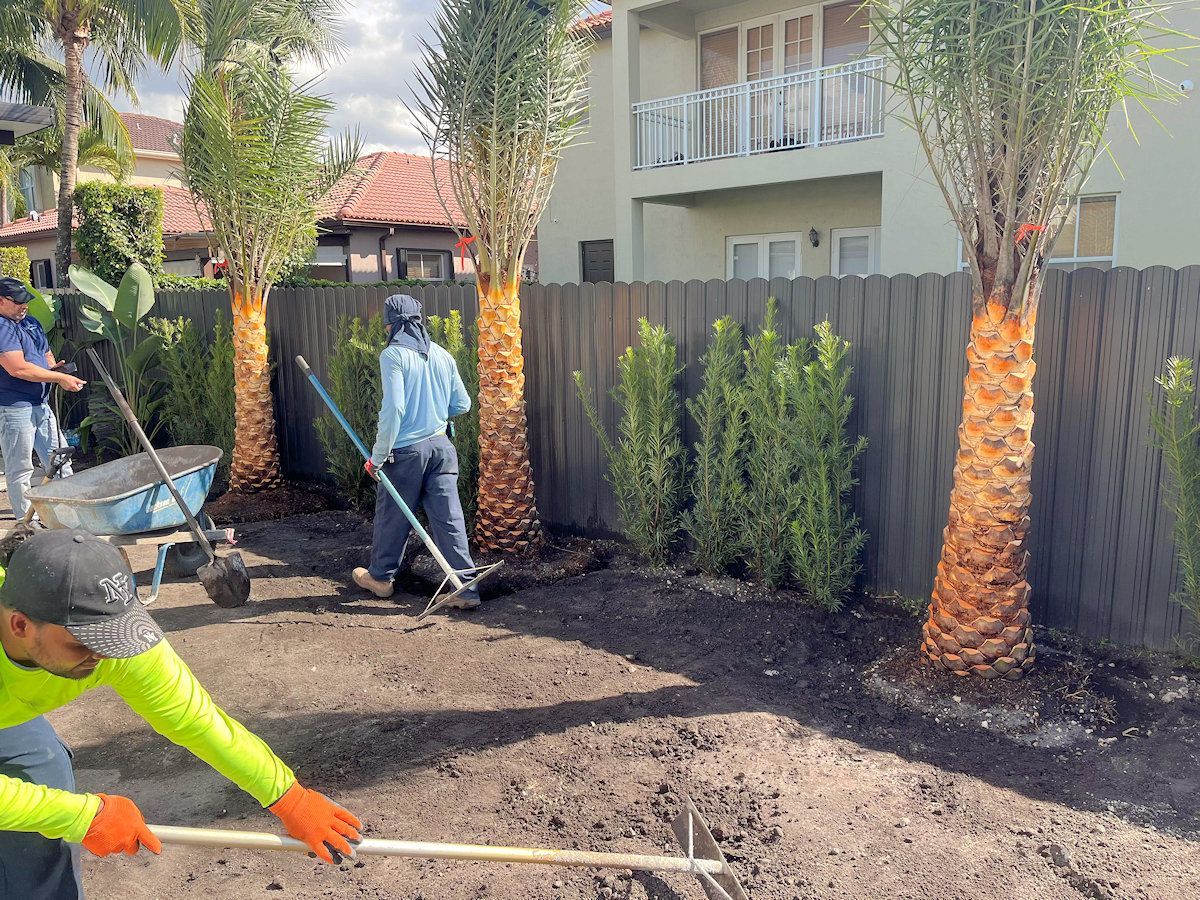 Landscapers raking soil around palm trees and bushes in front of a fence, preparing for planting.