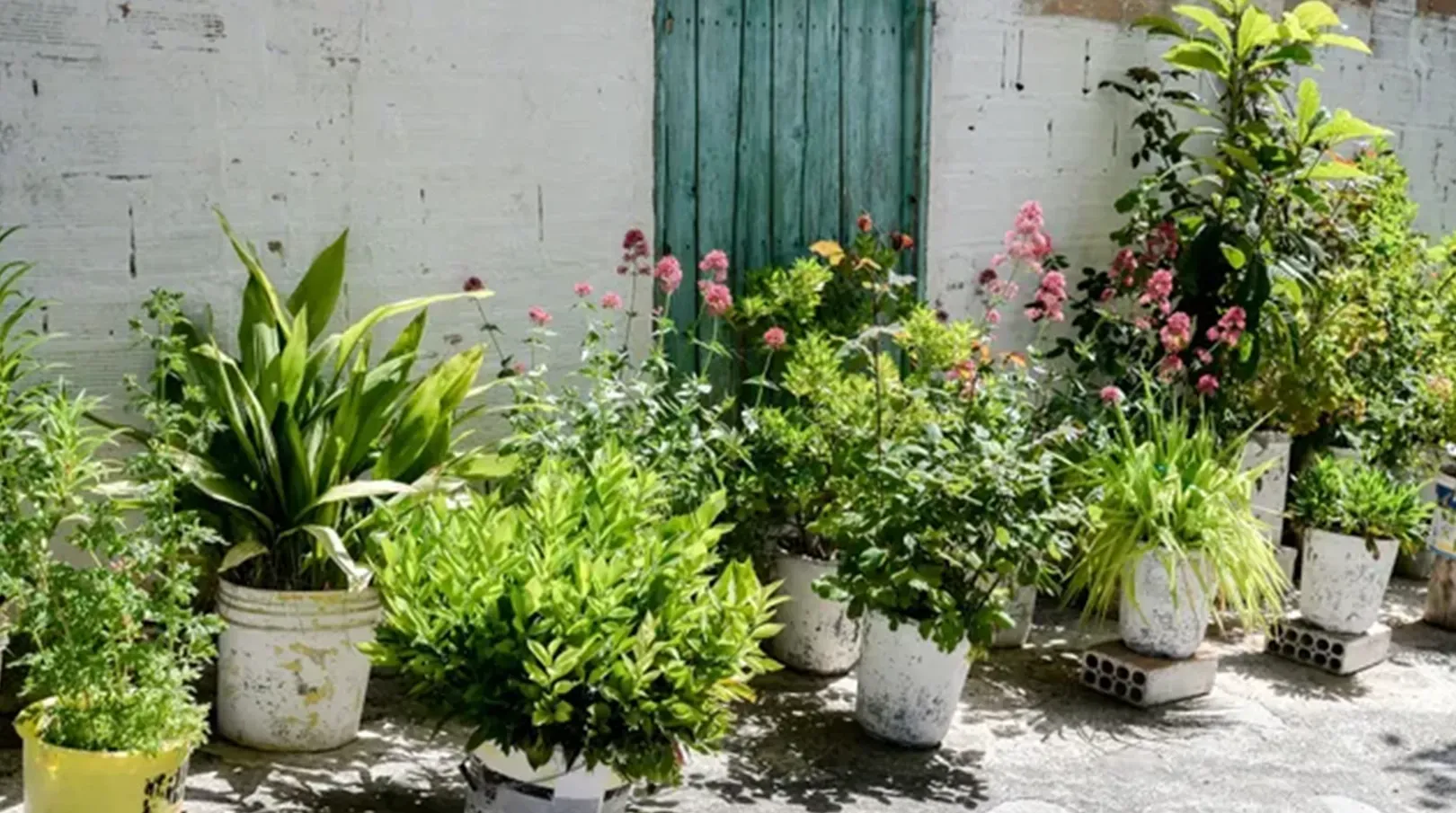 Potted flowers and green plants arranged along a white wall with a teal door in sunlight