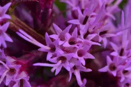 Close-up of purple star-shaped flowers with dark centers
