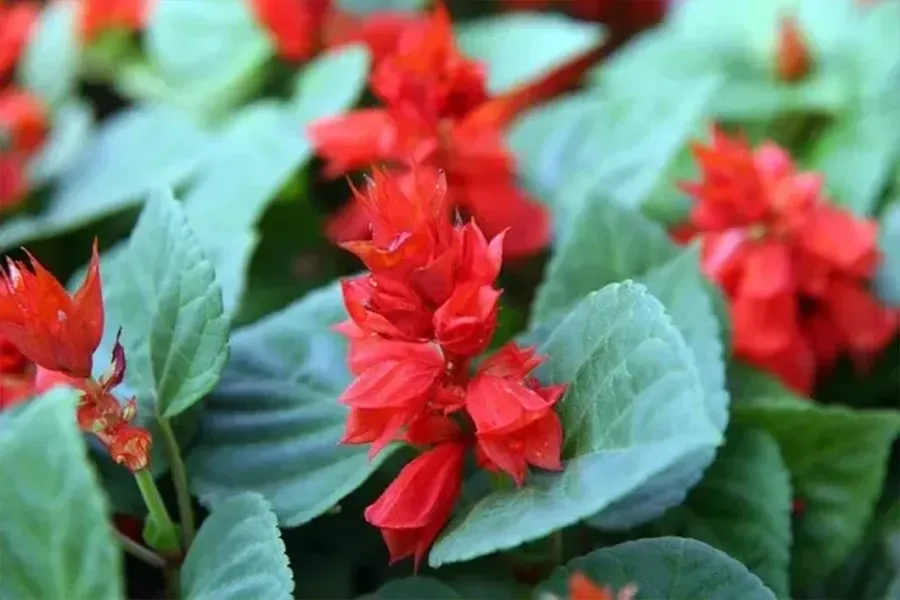 Red flowers and green leaves in a garden bed