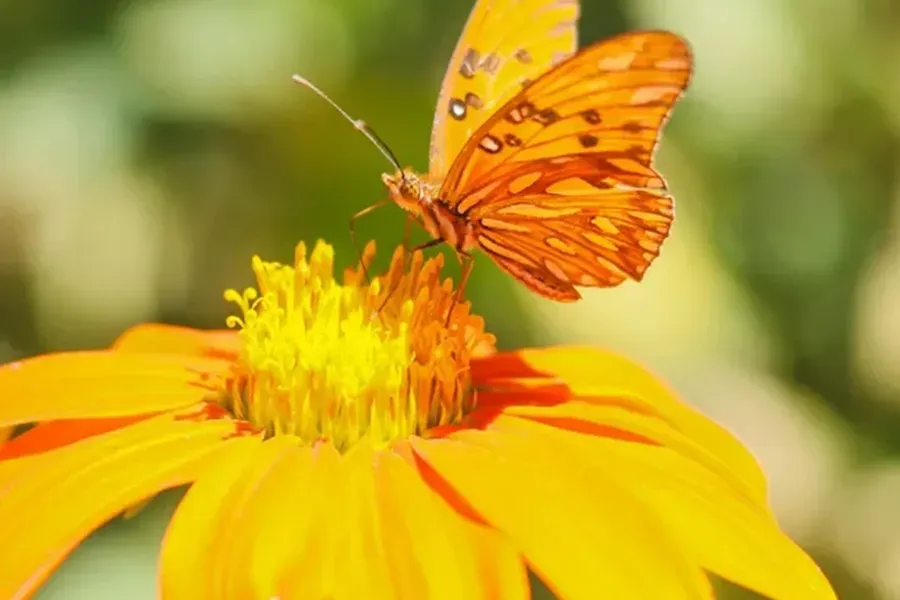 Orange butterfly on a yellow flower with a blurred green background