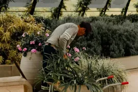 Person on a bicycle hauling potted flowers in a greenhouse-like garden center