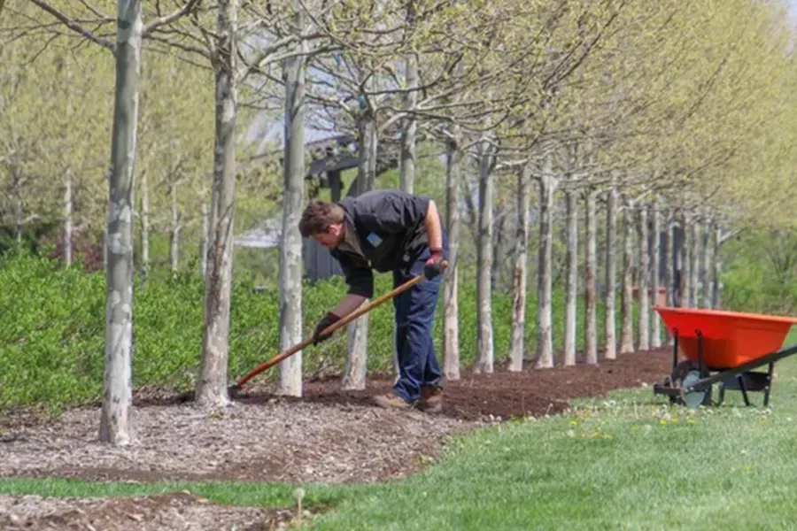 Person raking leaves beside a row of trees, with a red wheelbarrow on a grassy path.