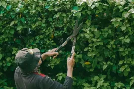 Person trimming a dense green hedge with long-handled shears