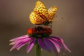 Yellow butterfly on a purple coneflower against a soft blurred background