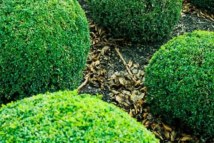 Trimmed green topiary spheres in a garden path arrangement