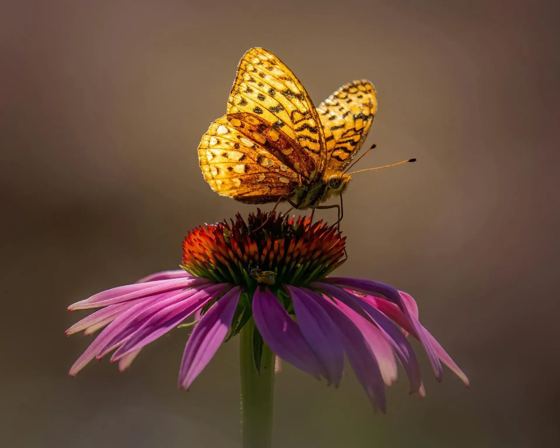 Yellow butterfly on a purple coneflower against a soft blurred background