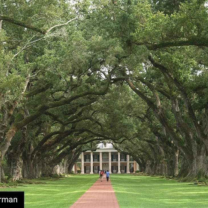 Tree-lined path leading to a columned building, with a few people walking in the distance.