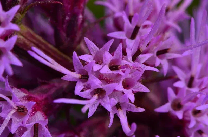 Close-up of purple star-shaped flowers with dark centers