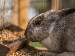 a close up of a rabbit eating from a feeder