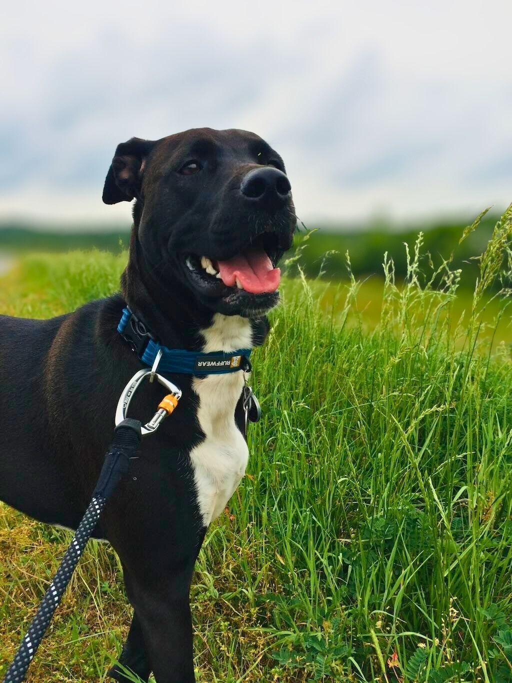 pit bull in field