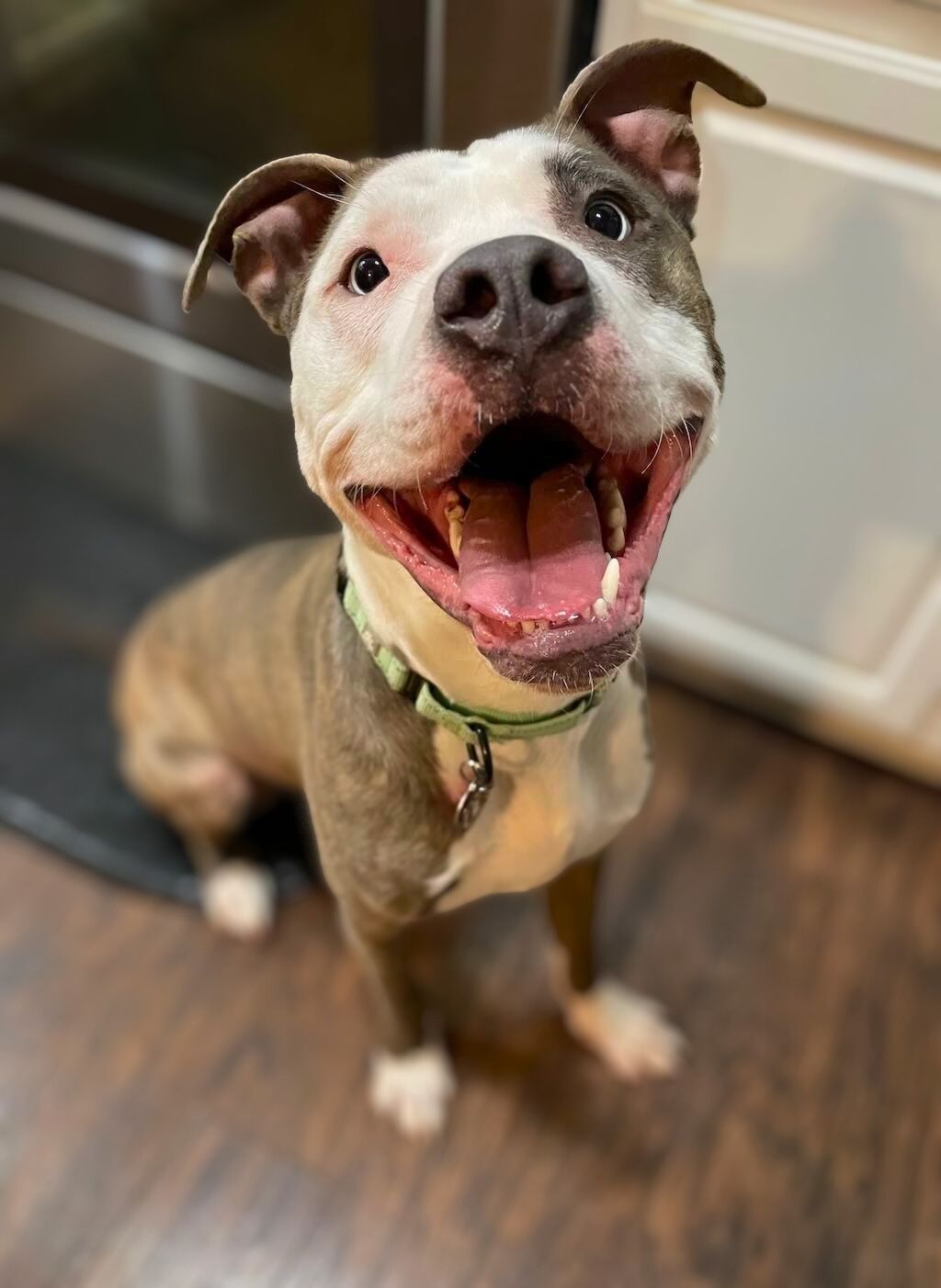 pit bull in kitchen smiling
