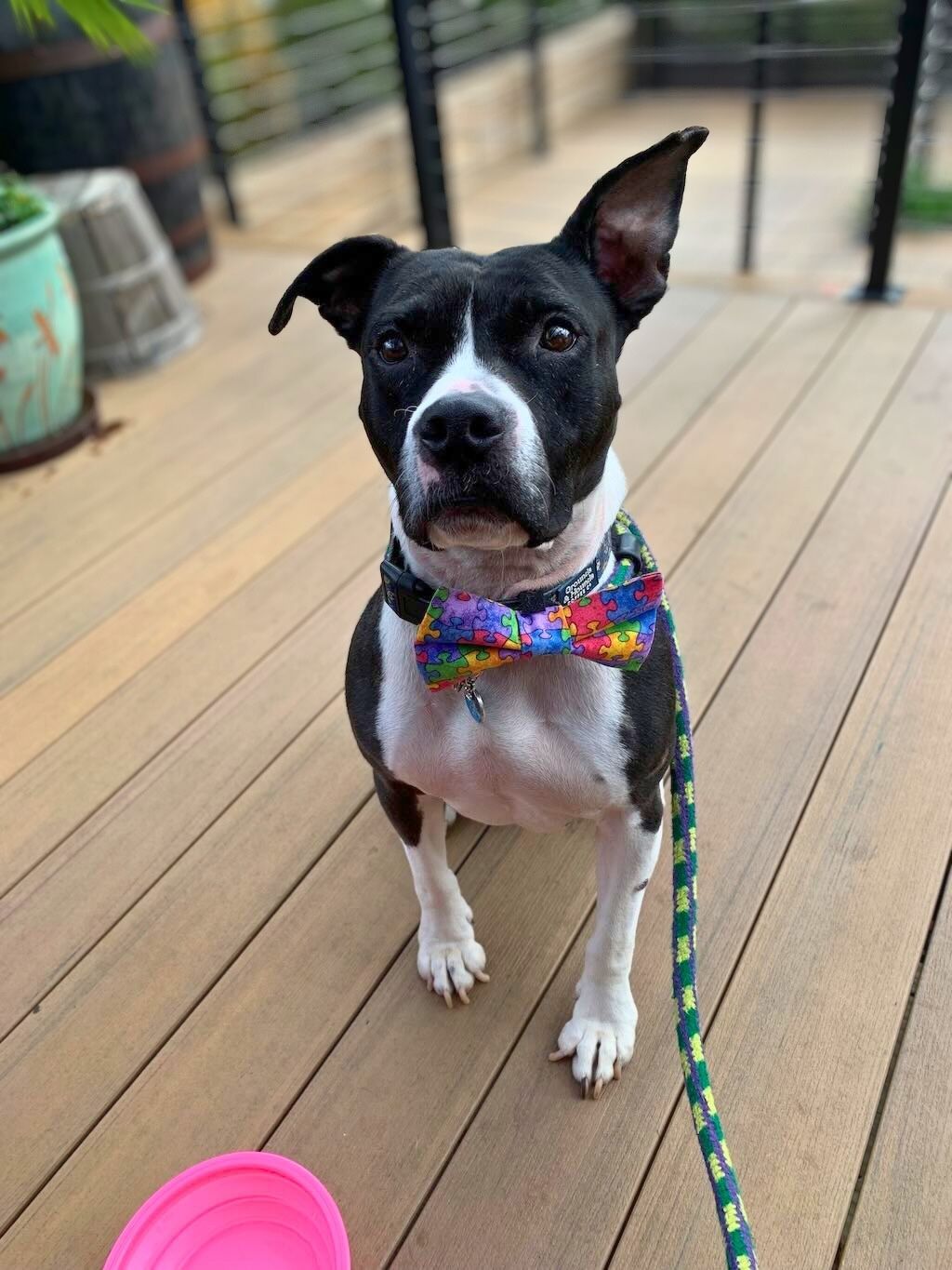 pit bull with colorful bow tie