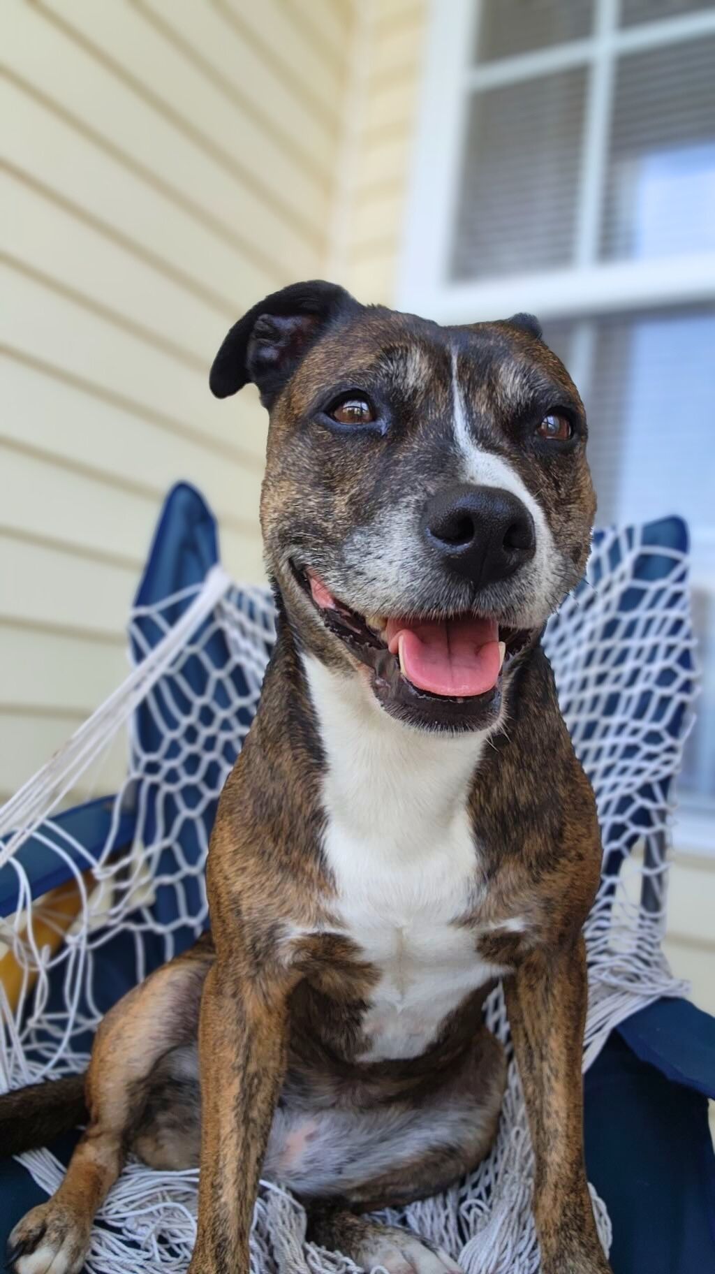 pit bull sitting on porch