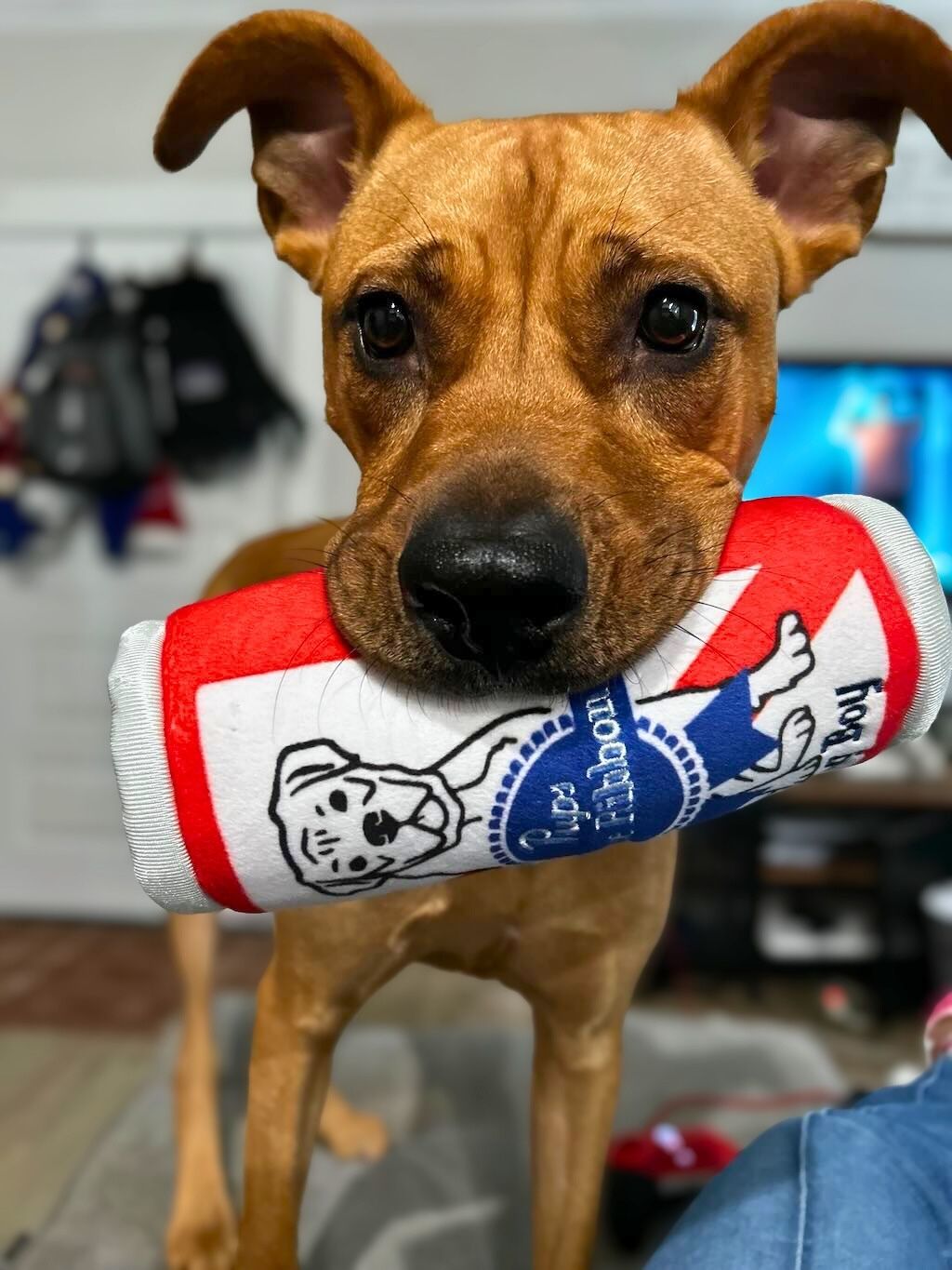 pit bull with toy