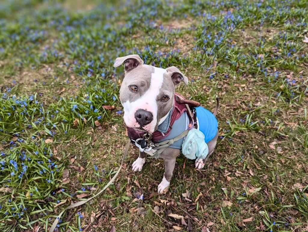 pit bull dog on grass