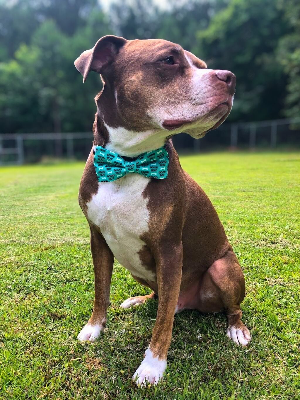 pit bull dog with bow tie