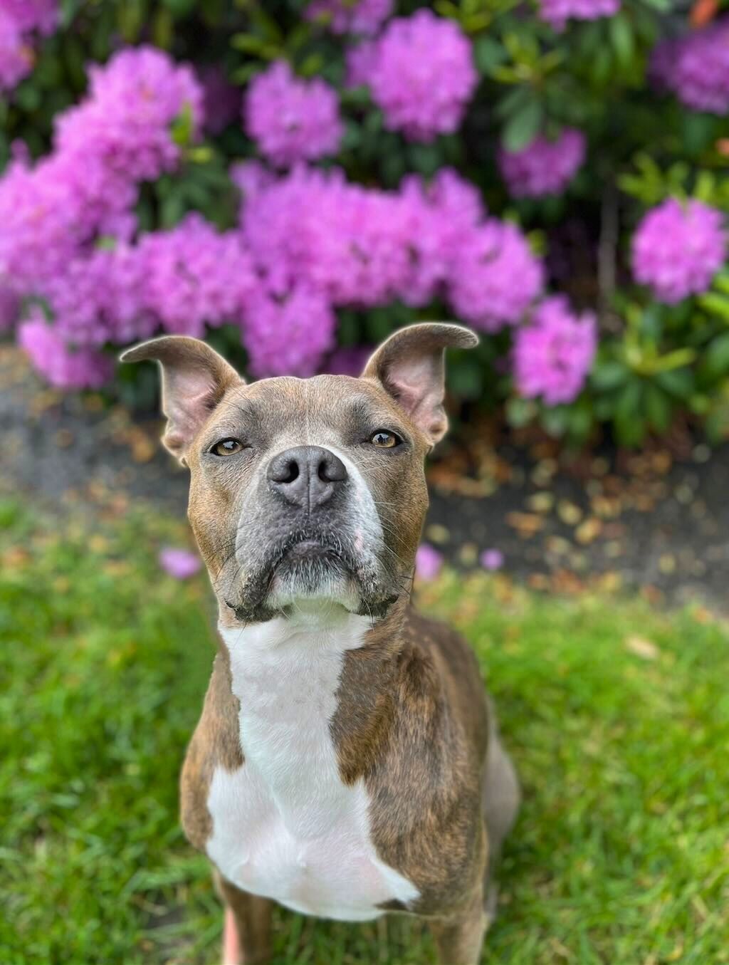 pit bull dog with pink flowers
