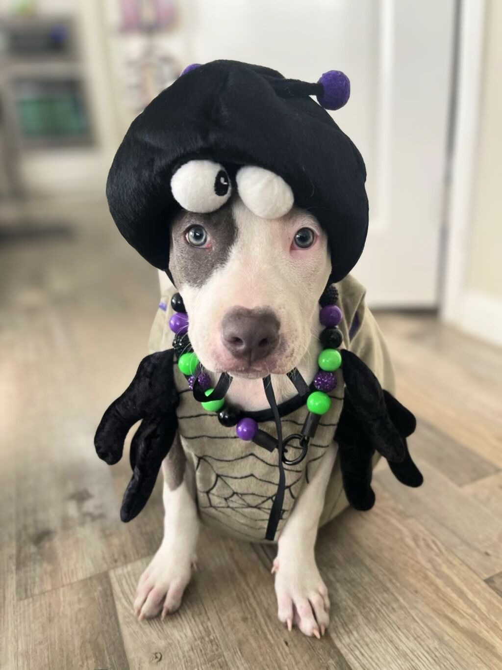 pit bull dog in costume