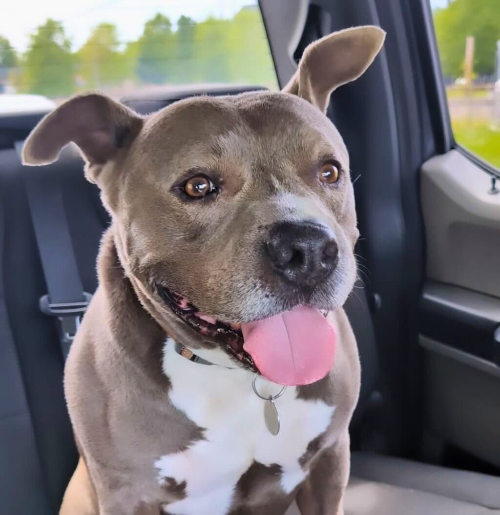 pit bull dog in car smiling