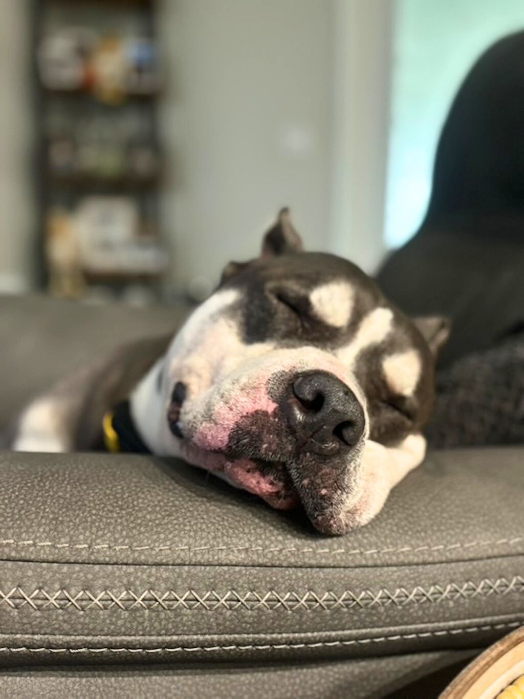 pit bull relaxing on couch