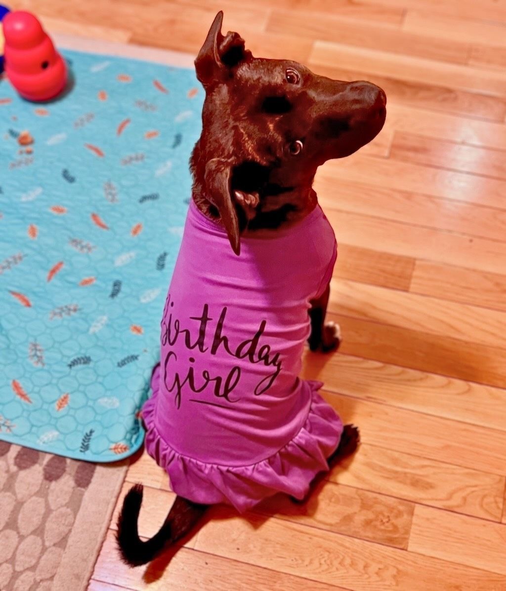 pit bull mix with sweater