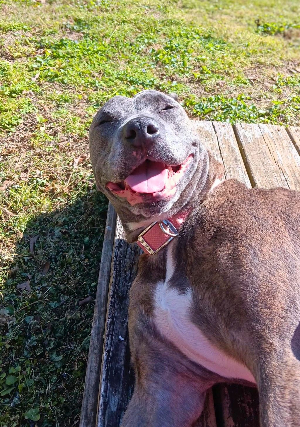 pit bull smiling on patio