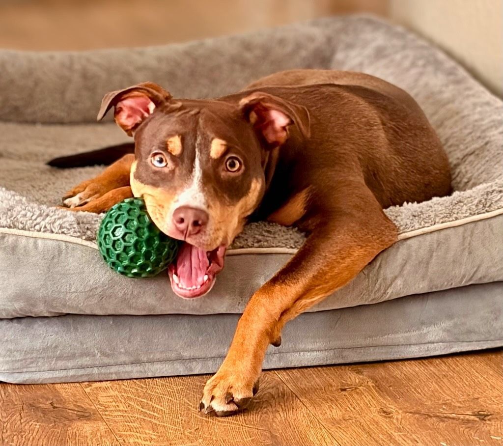 pit bull on couch with ball