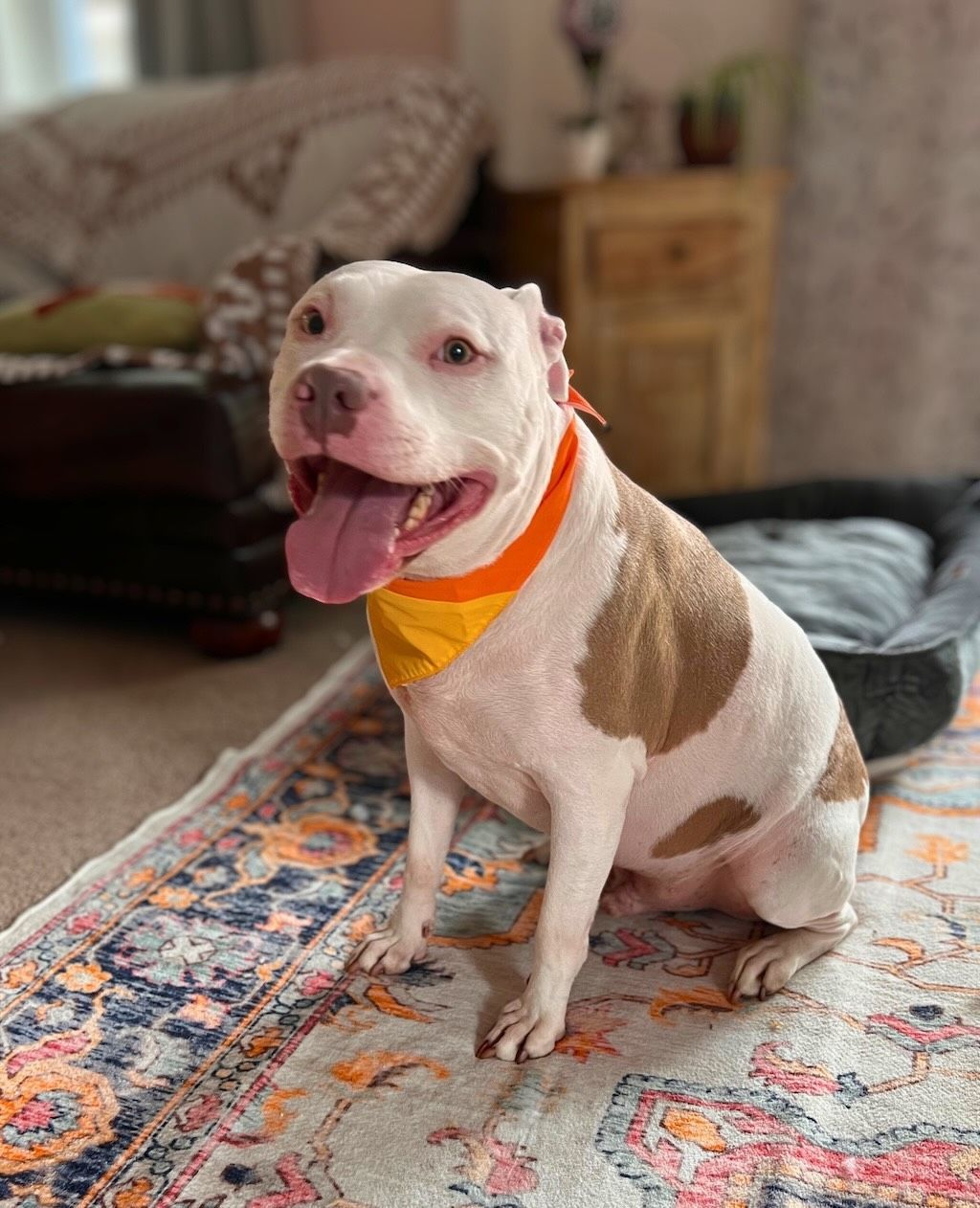 pit bull dog in living room