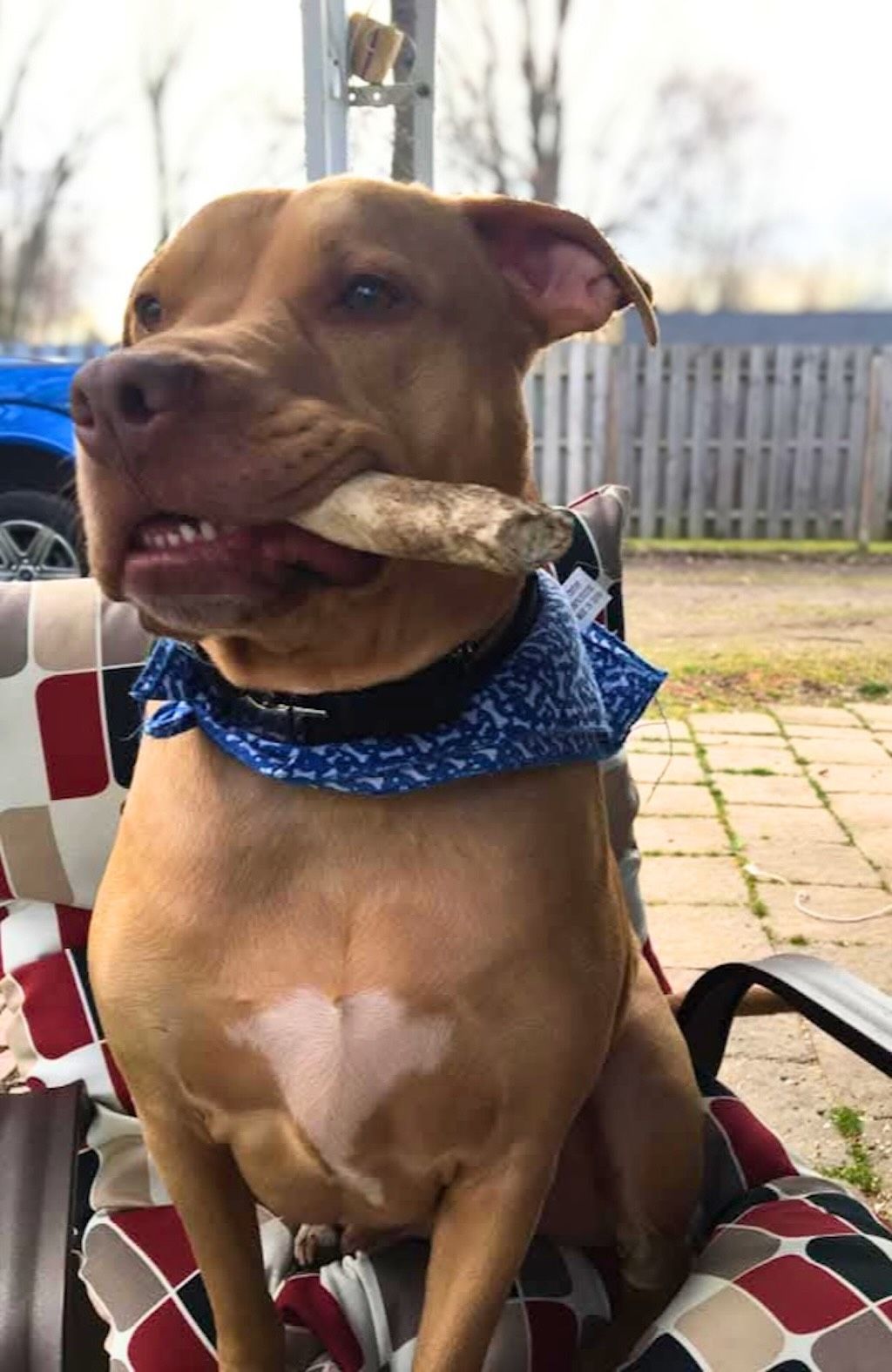 pit bull with rawhide