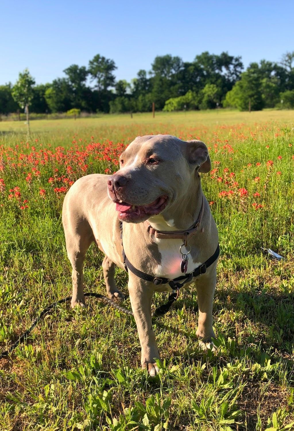 brown pit bull dog in field