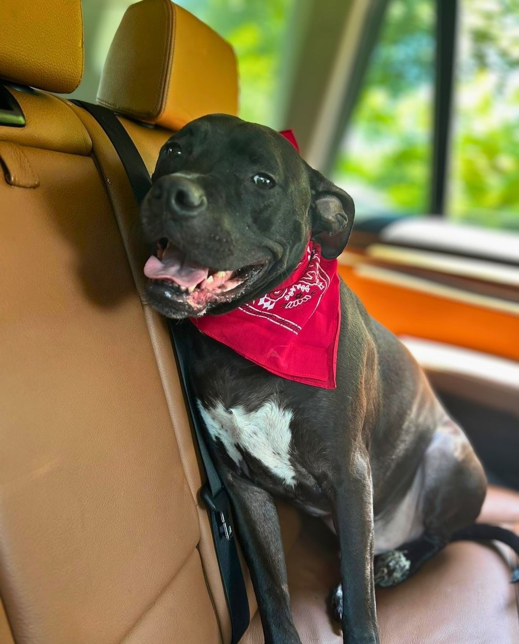 black pit bull dog in car