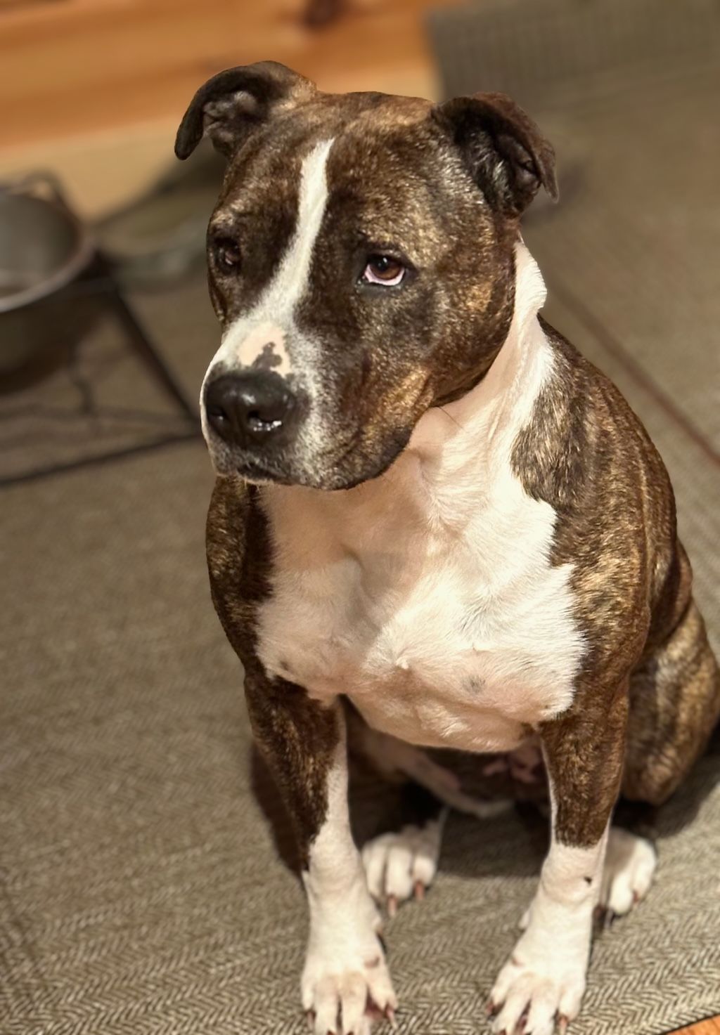 brown and white pit bull dog