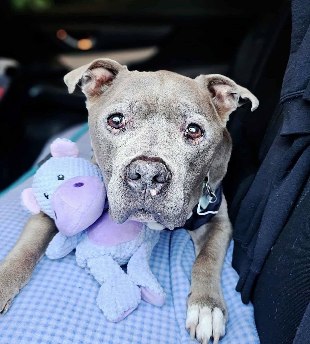 pit bull dog in back seat of car