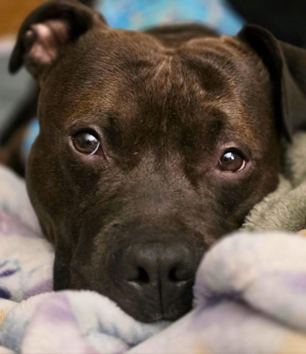 cute pit bull dog