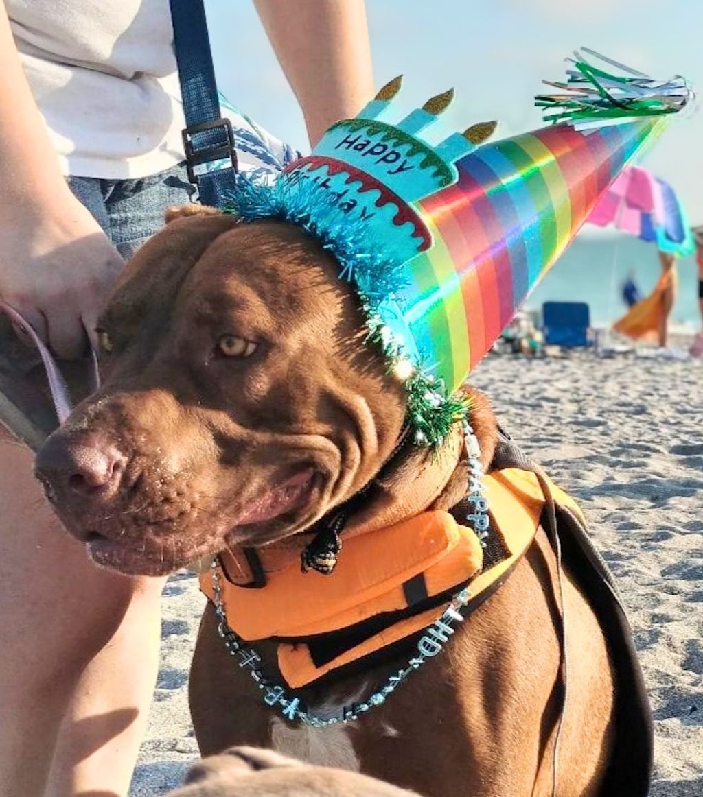cute pit bull at beach