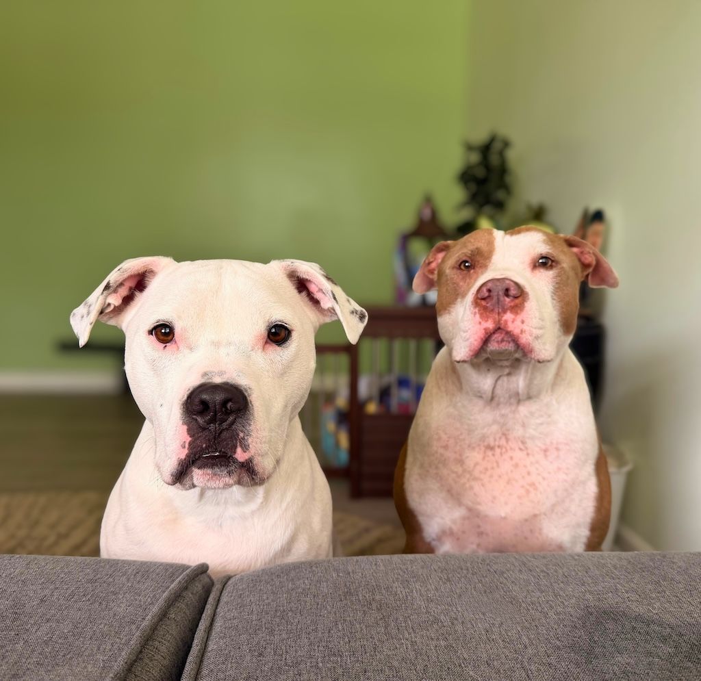 two cute pit bulls on couch