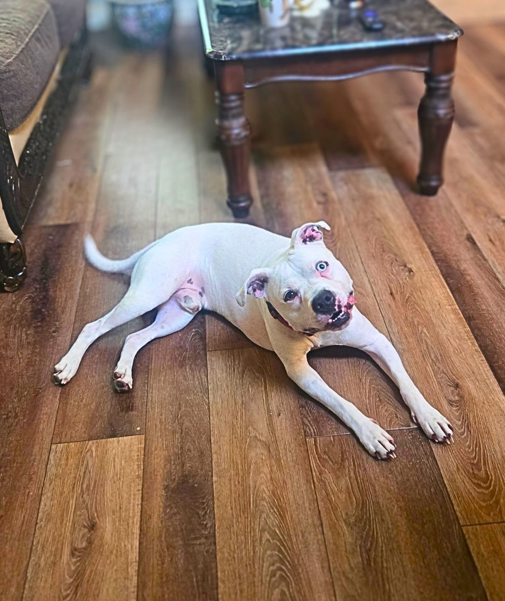pit bull dog laying on floor
