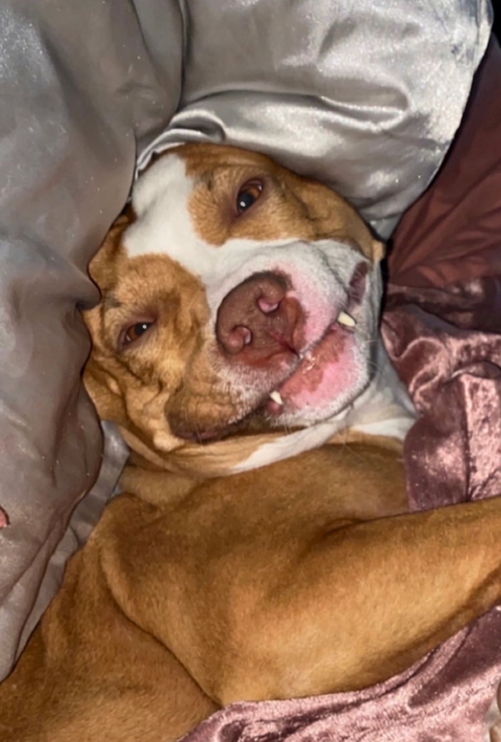 pit bull resting on couch