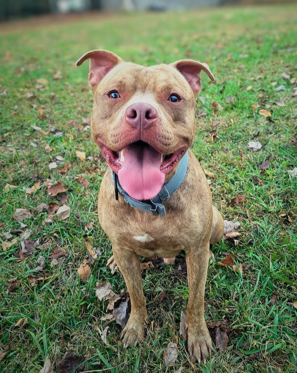 pit bull in yard