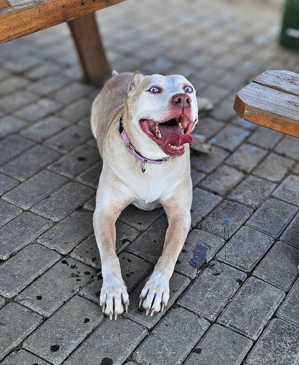 white pit bull on patio