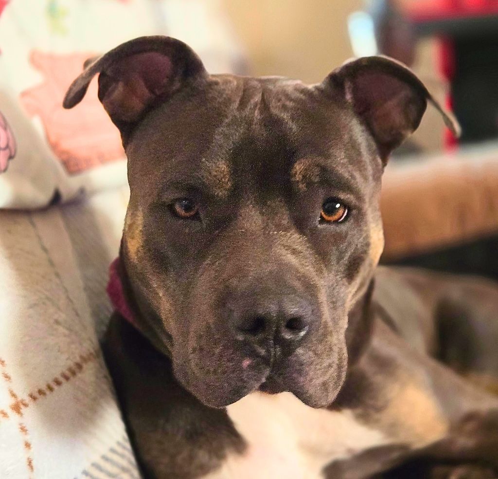dark brown pit bull dog