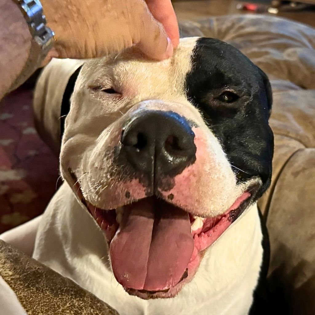 smiling pit bull dog